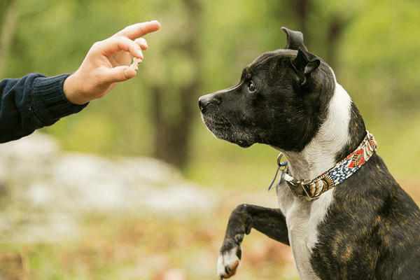 Essential Tips for Effective Dog Training