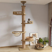 cats playing with their indoor scratch tree