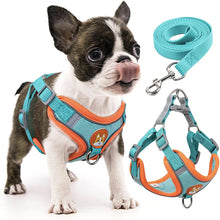 cute dog demonstrating the harness on a white background