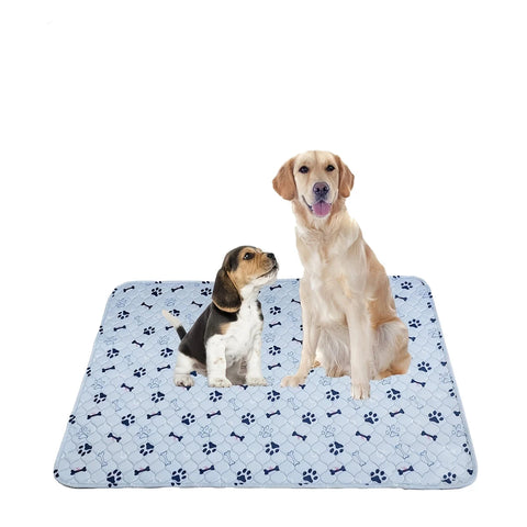 two dogs on a pee pad on a white background