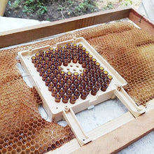 Rearing Kit Supplies For Beekeeper