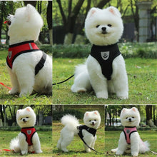 white fluffy dog wearing mesh dog leash