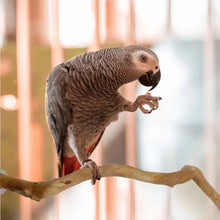 Natural Parrot Perch Stand