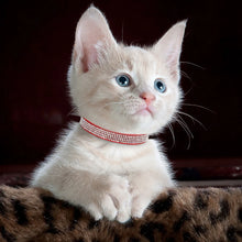 Colourful Suede Cat Collars