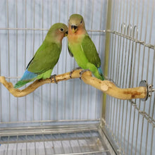 Natural Parrot Perch Stand