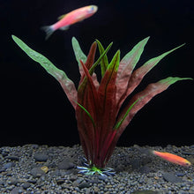 Aquarium Artificial Plant