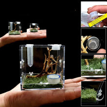 Small Reptile Feeding Box