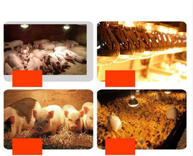 Infrared Heat Bulb for Pet Warmth