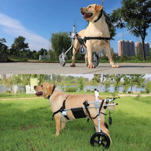 Dog Wheelchair For Mobility Training