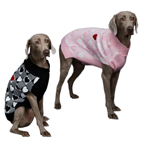 2 dogs wearing a sweater