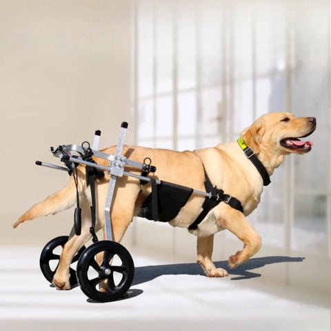 Dog Wheelchair For Mobility Training