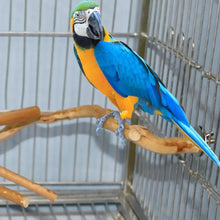 Natural Parrot Perch Stand