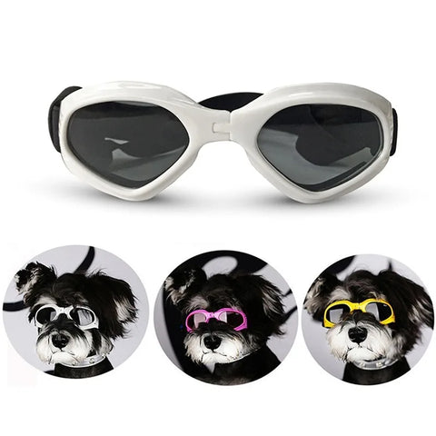 Pets Wear Sunglasses