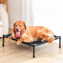 Elevated Bed Dog with Frame