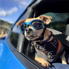 Pets Wear Sunglasses