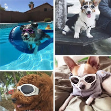 Pets Wear Sunglasses