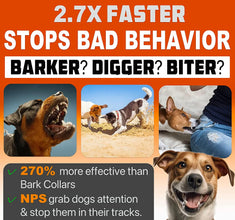 Dog Training Device