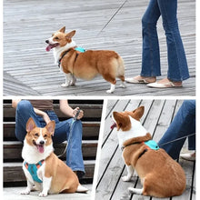 2-In-1 Dog Harness With Retractable Leash