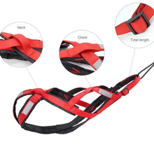 X Dog Harness