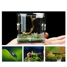 Small Reptile Feeding Box