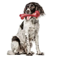 Durable Training Stiff Dog Chew Toy