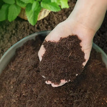 Coco Peat Organic Coconut Fiber Substrate