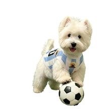 White Westie wearing a blue and white Argentina 10 soccer-style dog jersey with a football