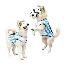 Two Huskies wearing blue and white Argentina-style football dog jerseys, with one holding a soccer ball