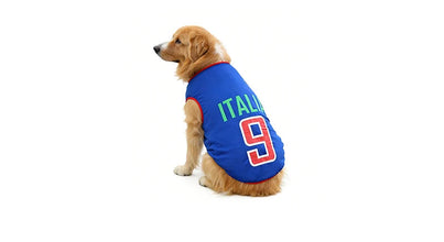 Golden Retriever wearing a blue Italy 9 football-style dog shirt with green lettering and red trim