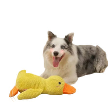 Border Collie lying beside a yellow duck plush dog toy with textured fabric and an orange beak