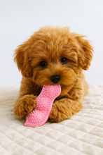 Newest Pet Teether Chew Toys