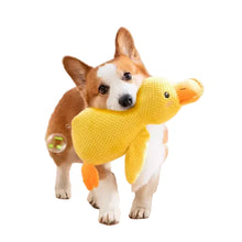 Corgi carrying a yellow duck plush dog toy with textured fabric, orange beak and soft stuffed body