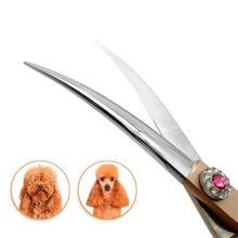 Curved dog grooming scissors shown for shaping and trimming a Poodle coat with precision
