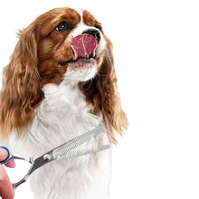 Dog grooming thinning shears trimming the long coat of a Cavalier King Charles Spaniel