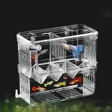 Acrylic Breeder Box for Peacock Fish