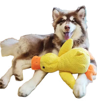 Husky lying with a yellow duck plush dog toy featuring textured fabric and orange beak and feet