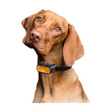 Dog wearing a black and yellow spray training collar