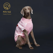 dog sitting wearing a pink sweater
