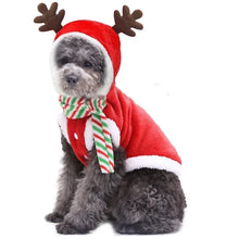 Grey poodle in a red Christmas hoodie with reindeer antlers