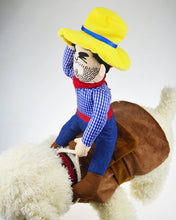 Small dog wearing cowboy riding costume for Halloween