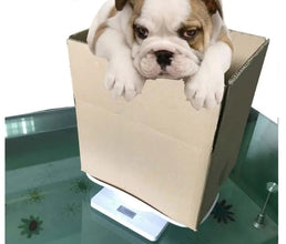 Digital Scales for Small Pets, product photo 6 of 6