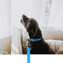 Durable Multicolour PVC Dog Leash, product photo 12 of 14