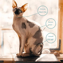 Hairless Cat Shampoo 500ml, product photo 3 of 6