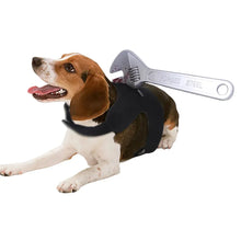 Dog modelling black Halloween costume with novelty prop