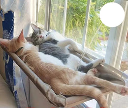 Heavy Duty Cat Window Perch Hammock, product photo 9 of 10