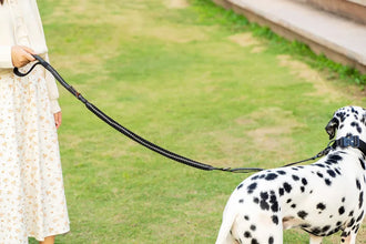 Heavy Duty Tactical Bungee Dog Leash with Seatbelt, product photo 10 of 26