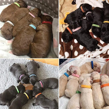 Alternate view of the Identification Collars for Small Pets