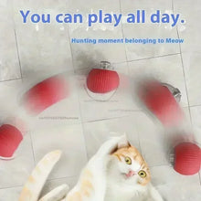 cat with red rolling pet ball