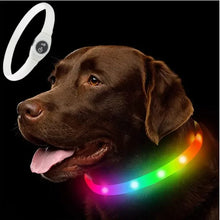 LED Waterproof Dog Collar in Colourful Collar