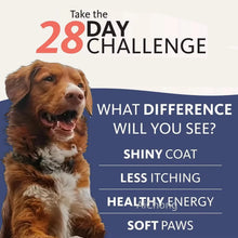 Natural Salmon Oil for Dogs 500ml, product photo 3 of 5